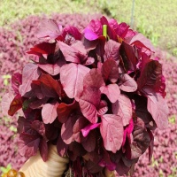 Rau dền đỏ nhà trồng thiên nhiên